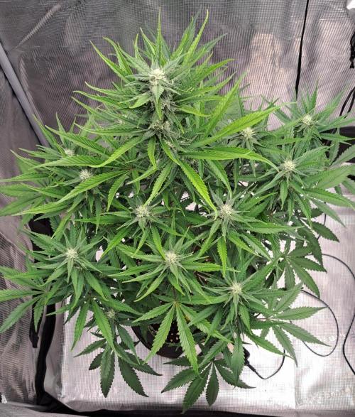 A tropical twist on Venus. Week 7 - Day 47
