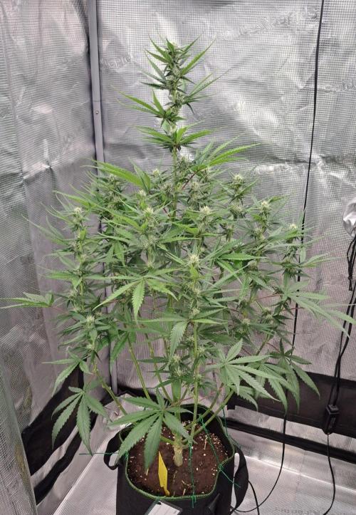A tropical twist on Venus. Week 7 - Day 47