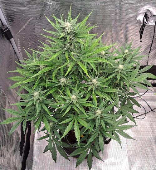 A tropical twist on Venus. Week 7 - Day 48