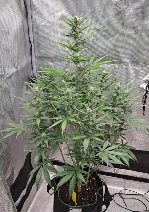 A tropical twist on Venus. Week 7 - Day 48