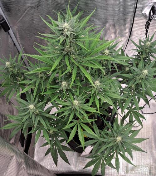 A tropical twist on Venus. Week 7 - Day 49
