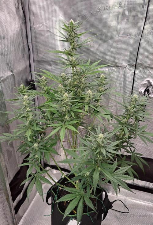 A tropical twist on Venus. Week 7 - Day 49