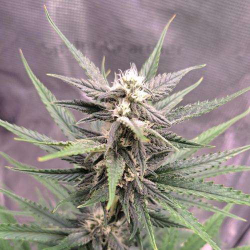 A tropical twist on Venus. Week 7 - Day 49