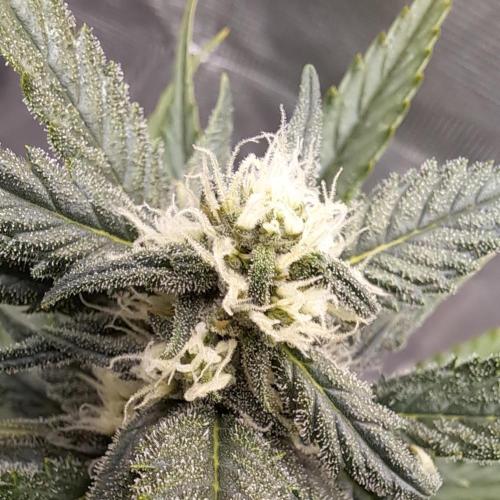 A tropical twist on Venus. Week 7 - Day 49