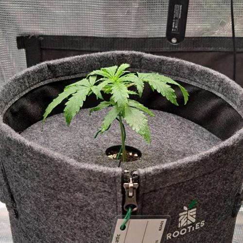 Berry Blues on the Roots vor Venus. Week 3 - Day 15