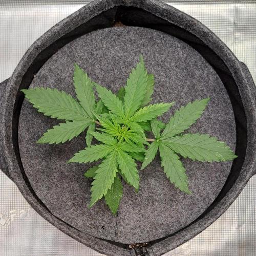 Berry Blues on the Roots vor Venus. Week 3 - Day 16