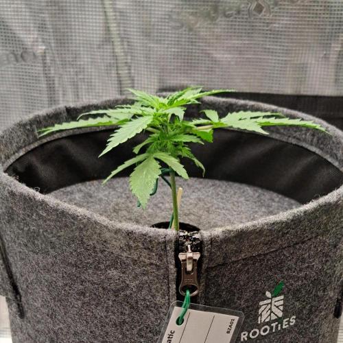 Berry Blues on the Roots vor Venus. Week 3 - Day 16
