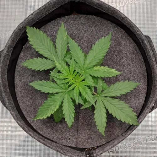 Berry Blues on the Roots vor Venus. Week 3 - Day 17