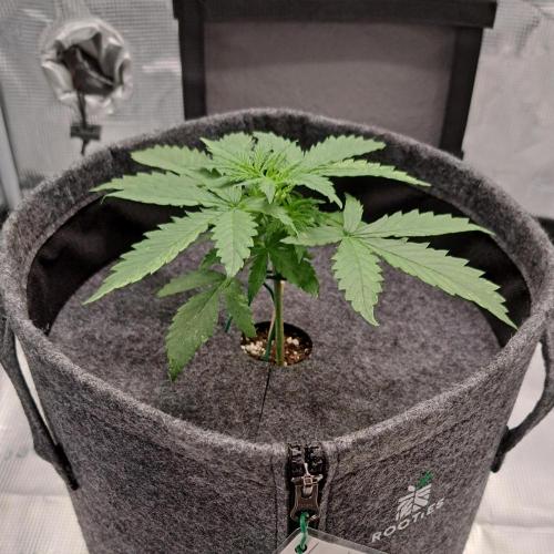 Berry Blues on the Roots vor Venus. Week 3 - Day 17