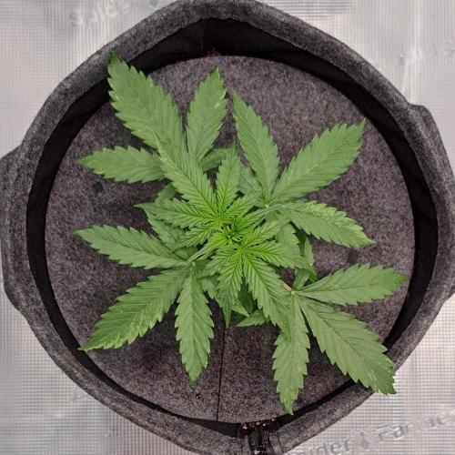 Berry Blues on the Roots vor Venus. Week 3 - Day 18