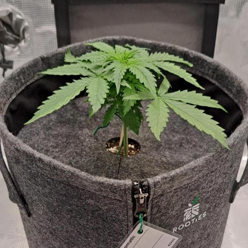Berry Blues on the Roots vor Venus. Week 3 - Day 18