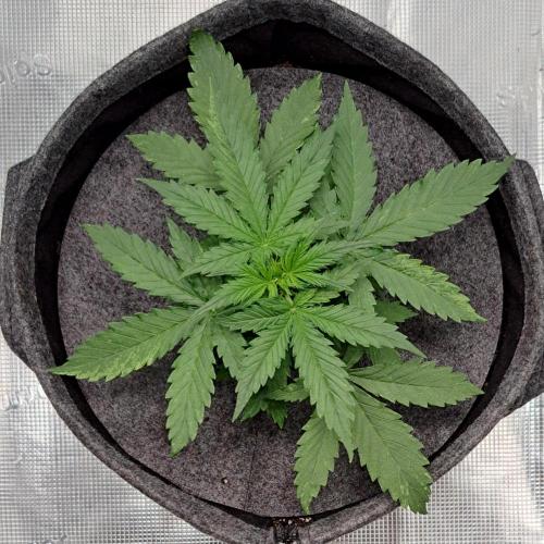Berry Blues on the Roots vor Venus. Week 3 - Day 19