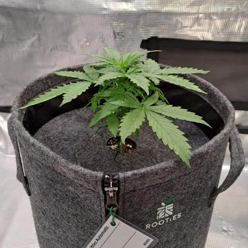 Berry Blues on the Roots vor Venus. Week 3 - Day 19