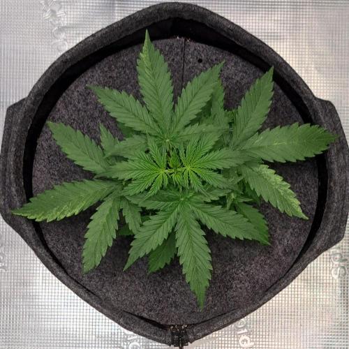 Berry Blues on the Roots vor Venus. Week 3 - Day 20