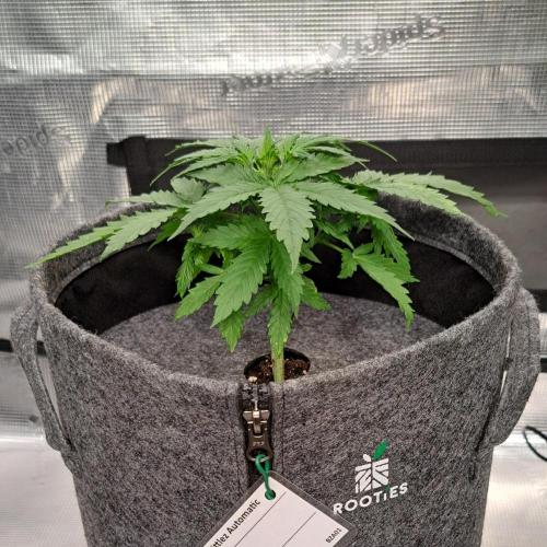 Berry Blues on the Roots vor Venus. Week 3 - Day 20