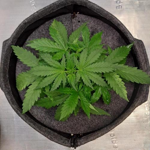 Berry Blues on the Roots vor Venus. Week 3 - Day 21