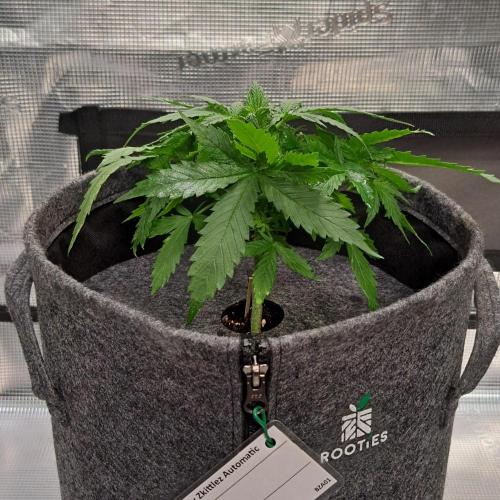 Blueberry Candiez. Week 3