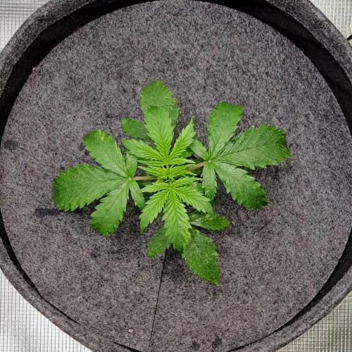Berry Blues on the Roots vor Venus. Week 3 - Day 15