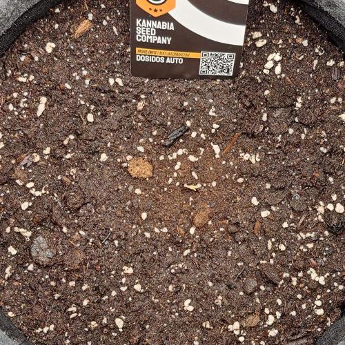 Dosidos delivery for Saturn. Week 0 - Day 0