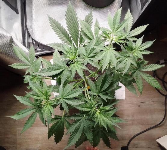 Purple Bananas spotted on Mars. Week 5 - Day 29
