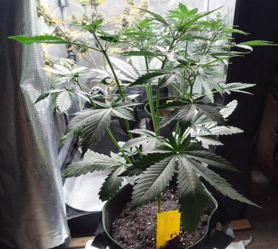Purple Bananas spotted on Mars. Week 5 - Day 29