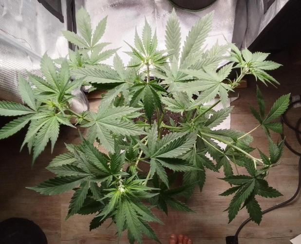 Purple Bananas spotted on Mars. Week 5 - Day 30