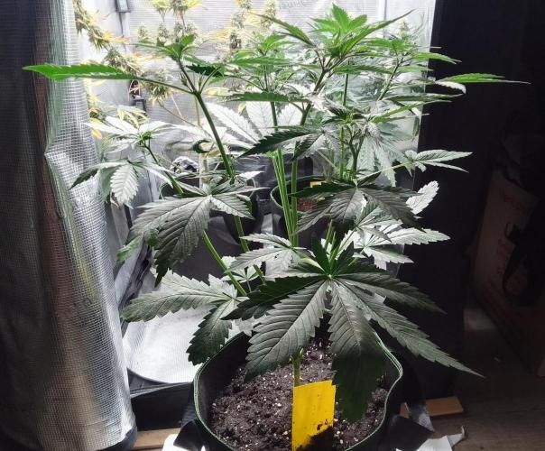 Purple Bananas spotted on Mars. Week 5 - Day 30
