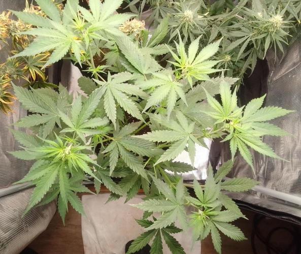 Purple Bananas spotted on Mars. Week 5 - Day 31