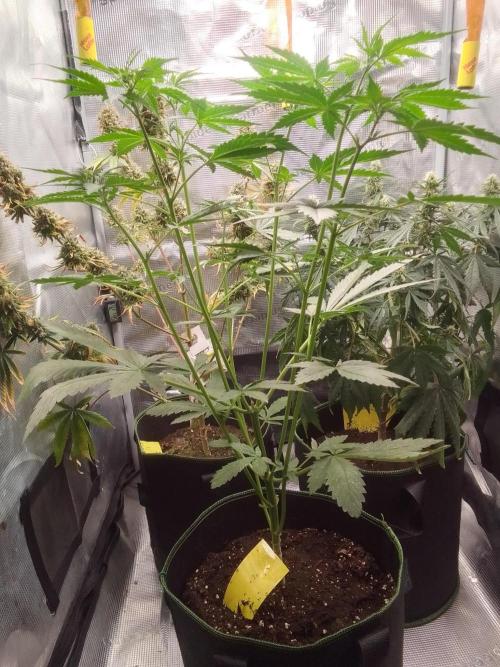 Purple Bananas spotted on Mars. Week 5 - Day 31