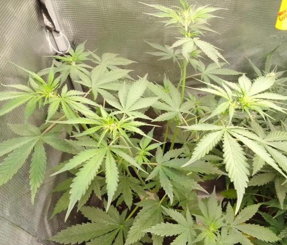 Purple Bananas spotted on Mars. Week 5 - Day 32