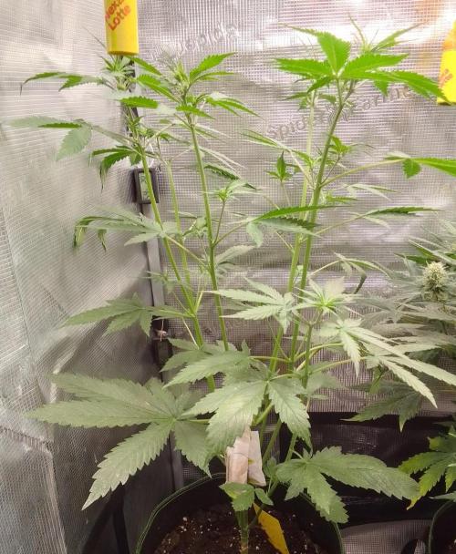 Purple Bananas spotted on Mars. Week 5 - Day 32