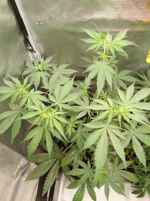 Purple Bananas spotted on Mars. Week 5 - Day 33