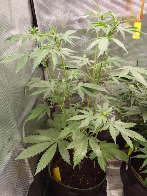 Purple Bananas spotted on Mars. Week 5 - Day 33