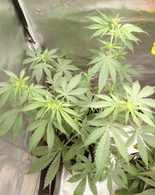 Purple Bananas spotted on Mars. Week 5 - Day 34