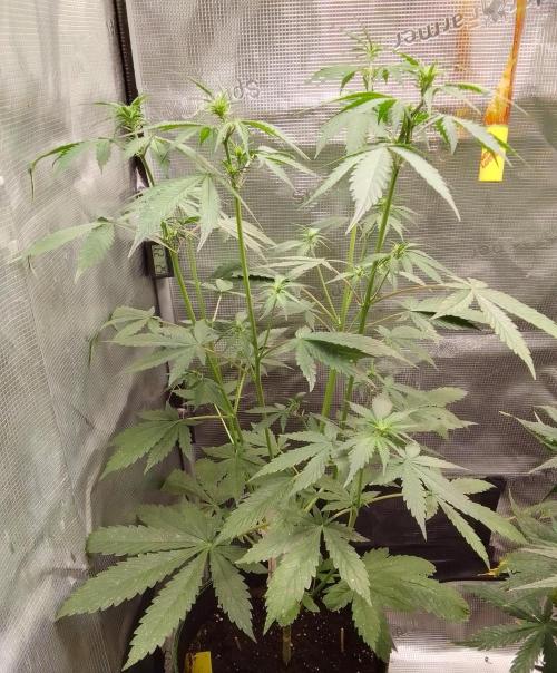 Purple Bananas spotted on Mars. Week 5 - Day 34