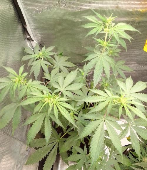 Purple Bananas spotted on Mars. Week 5 - Day 35