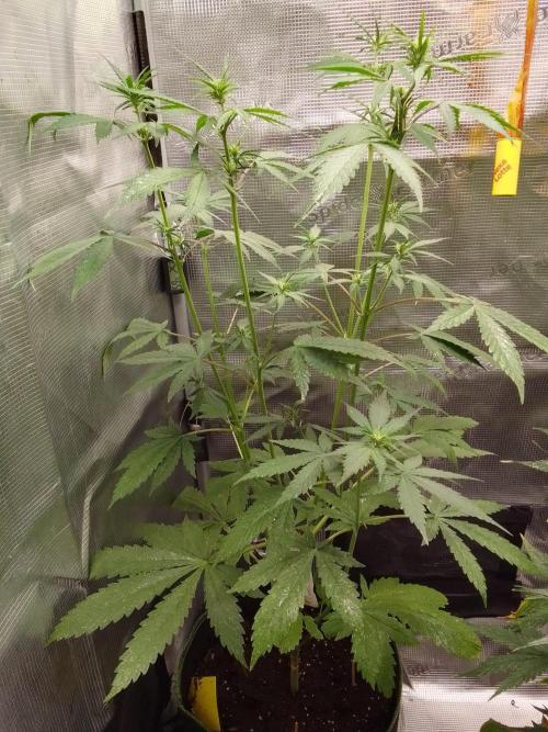 Purple Bananas spotted on Mars. Week 5 - Day 35