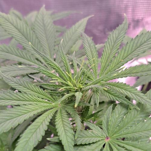 Banana Cream Cake XL Auto. Week 5