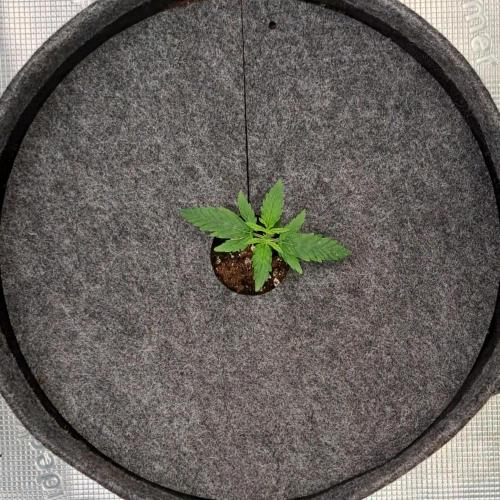 Dosidos delivery for Saturn. Week 1 - Day 7