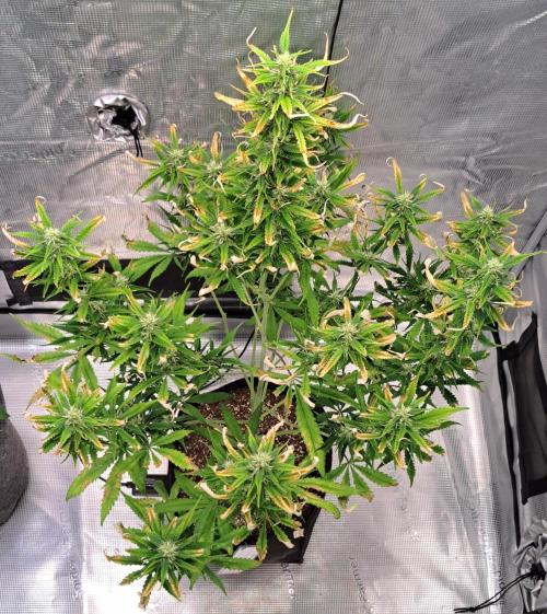 Red Velvet on Venus. Week 8 - Day 54