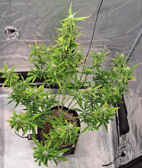 Red Velvet on Venus. Week 8 - Day 56
