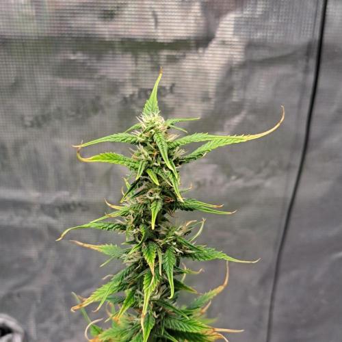 Red Velvet on Venus. Week 8 - Day 56
