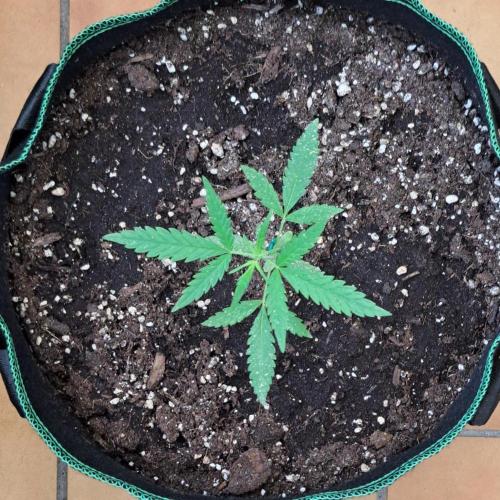 Super Boof on Earth. Week 5 - Day 29
