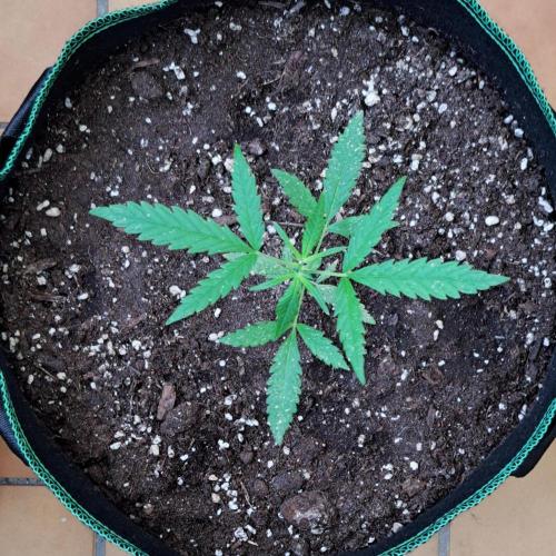Super Boof on Earth. Week 5 - Day 31