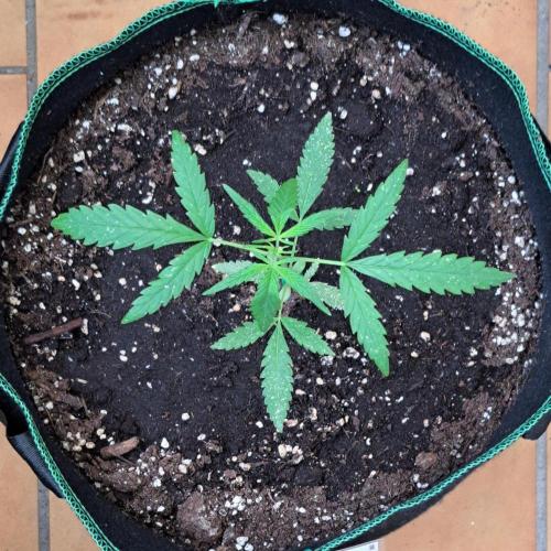 Super Boof on Earth. Week 5 - Day 33