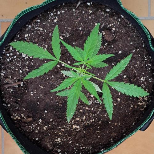 Super Boof on Earth. Week 5 - Day 35