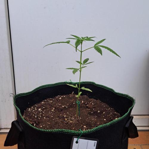 Super Boof XL Auto. Week 5