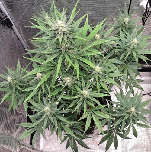 A tropical twist on Venus. Week 8 - Day 50