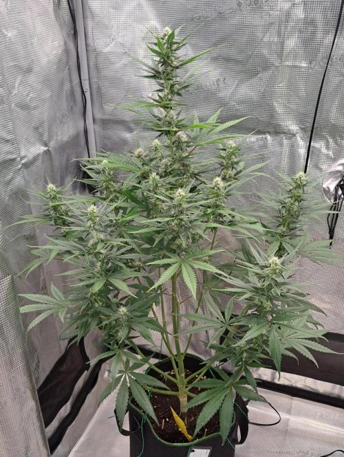 A tropical twist on Venus. Week 8 - Day 50
