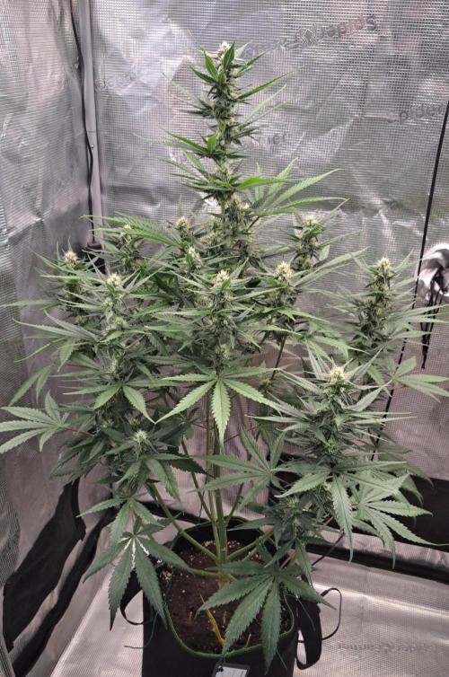 A tropical twist on Venus. Week 8 - Day 51